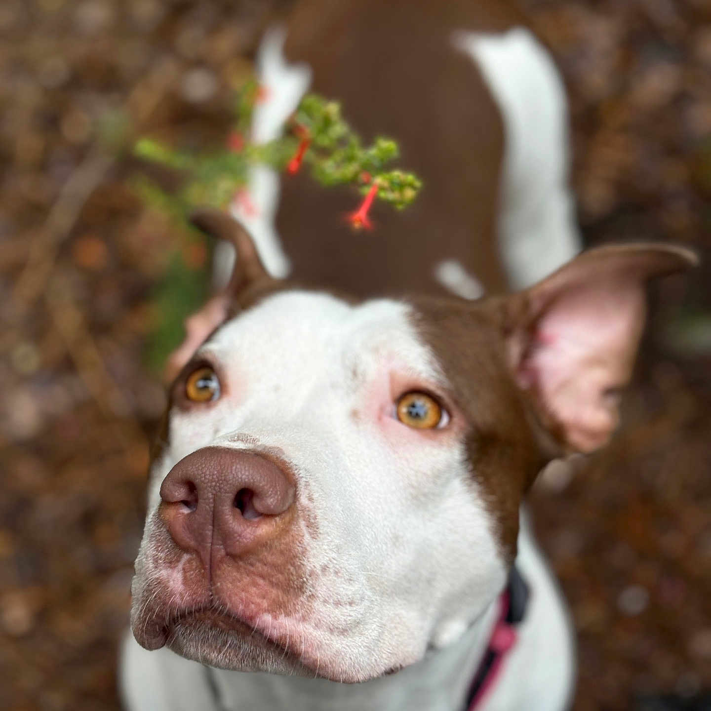 Bella joined the competition — help win amazing prizes! animal, blurred_background, branch, brown_and_white, canine, close_up, collar, curious, dog, ears, eyes, flower, fur, mammal, nature, nose, outdoor, pet, plant, portrait