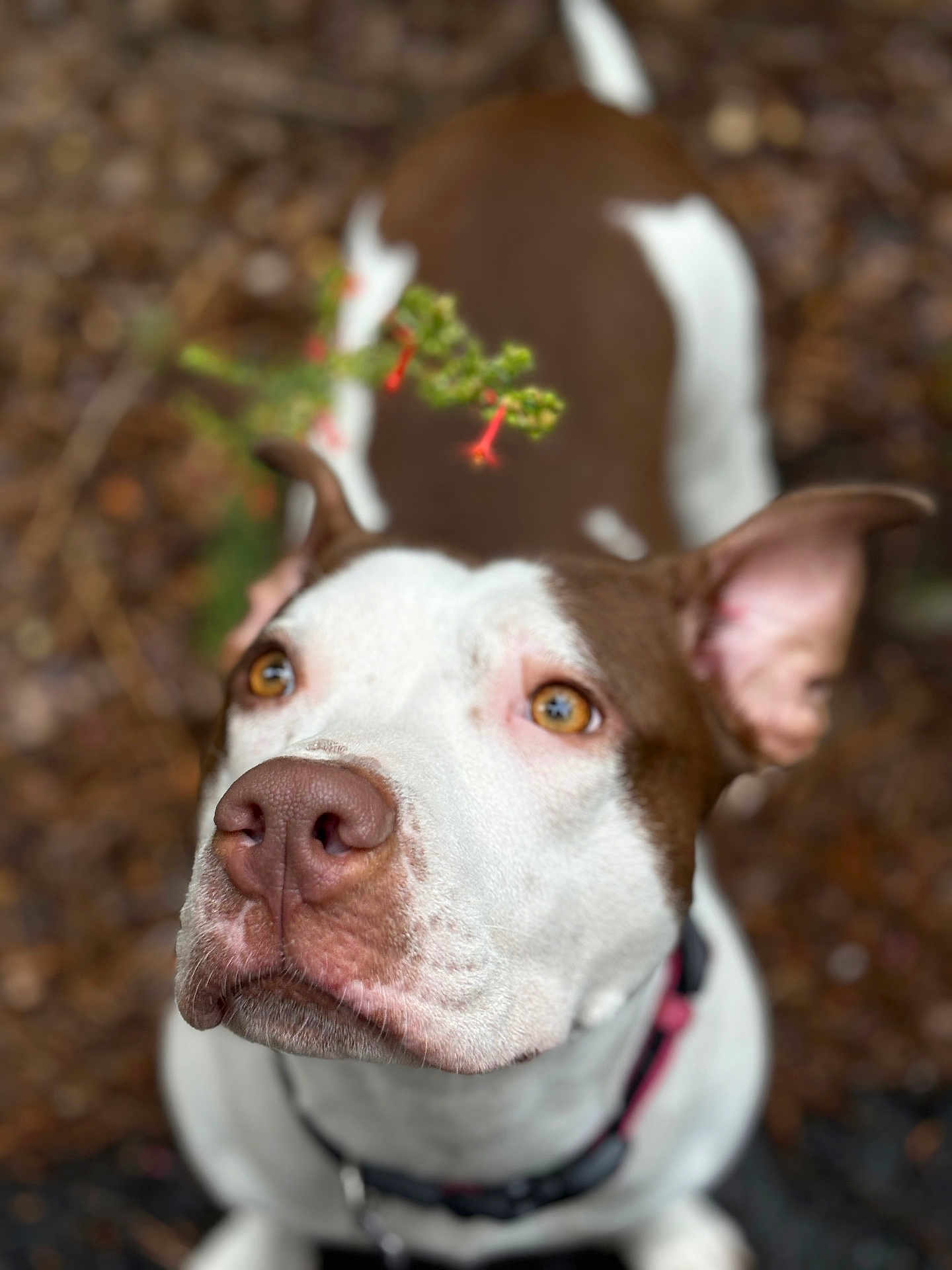 Bella