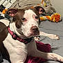 Bella joined the competition — help win amazing prizes! animal, bed, blanket, brown, canine, collar, comfort, cute, dog, ears, fur, indoor, looking, paw, pet, relaxed, resting, rope_toy, toy, white