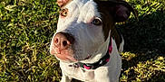 Bella is registered to the contest to win money with this photo: animal, brown, canine, closeup, collar, cute, dog, ears, friendly, fur, grass, looking_up, mammal, nature, nose, outdoor, pet, portrait, sunlight, white