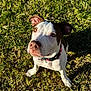 animal, brown, canine, closeup, collar, cute, dog, ears, friendly, fur, grass, looking_up, mammal, nature, nose, outdoor, pet, portrait, sunlight, white