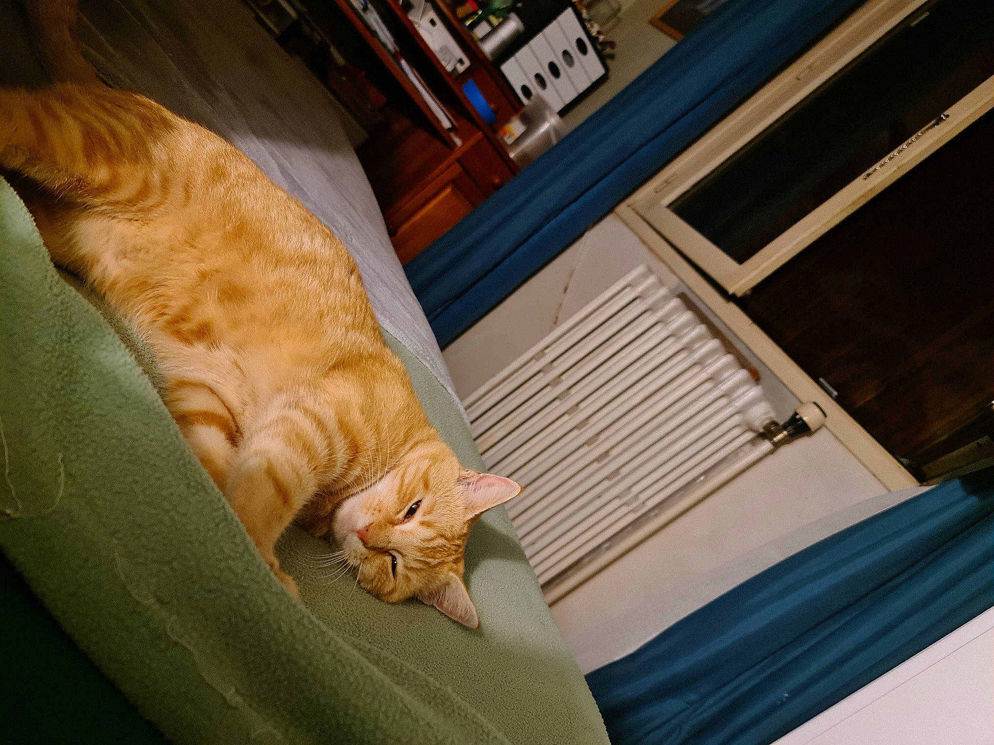 Rebelle participe au concours pour gagner de l'argent avec cette photo : building, carnivore, cat, chair, comfort, companion_dog, couch, felidae, flooring, fur, hardwood, human_leg, leg, linens, room, small_to_medium_sized_cats, tints_and_shades, whiskers, window, wood