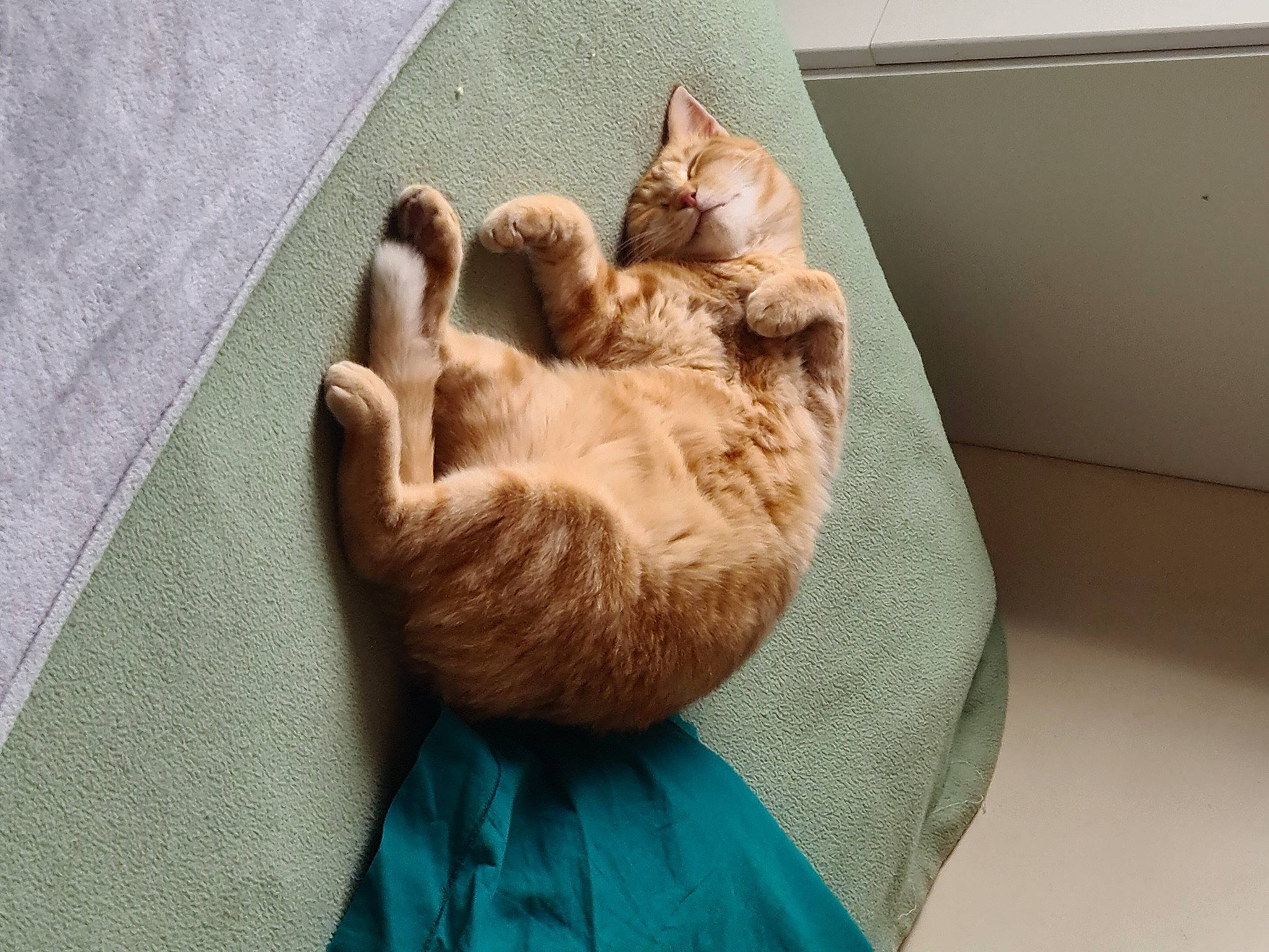 Rebelle a rejoint le concours — aidez-le/la à gagner de superbes lots ! canidae, carnivore, cat, claw, comfort, companion_dog, domestic_short_haired_cat, fawn, felidae, flooring, fur, linens, nap, paw, room, small_to_medium_sized_cats, tail, whiskers, wood, woven_fabric