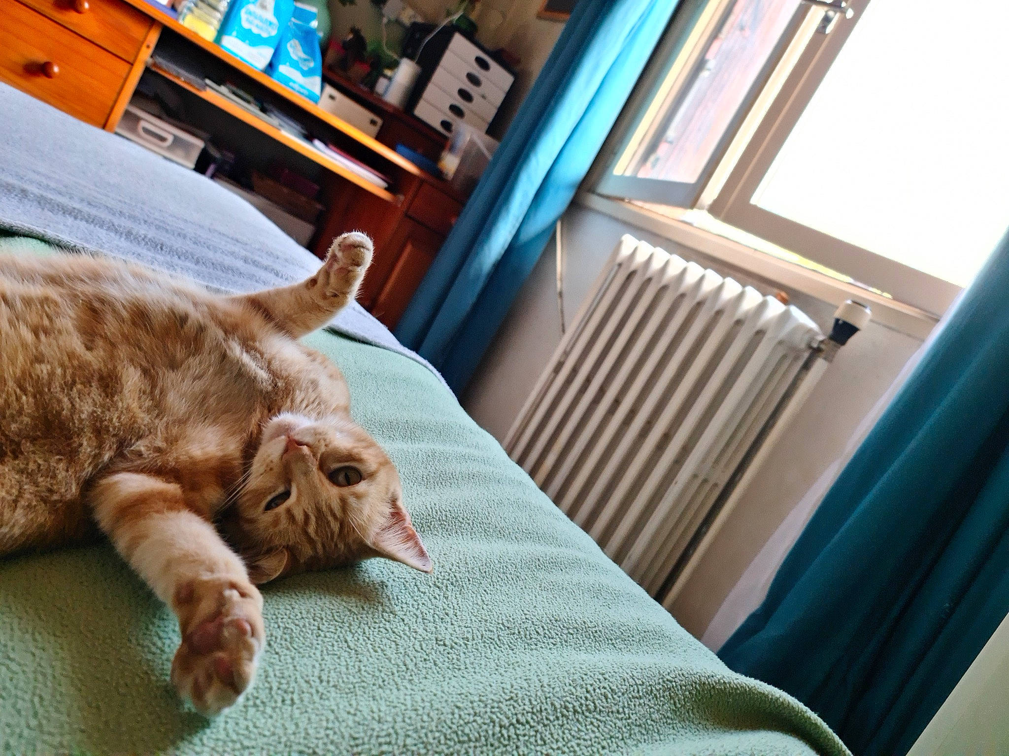 Rebelle a rejoint le concours — aidez-le/la à gagner de superbes lots ! carnivore, cat, chair, comfort, companion_dog, couch, dog_breed, fawn, felidae, floor, flooring, furniture, hardwood, linens, small_to_medium_sized_cats, sporting_group, table, tail, whiskers, wood