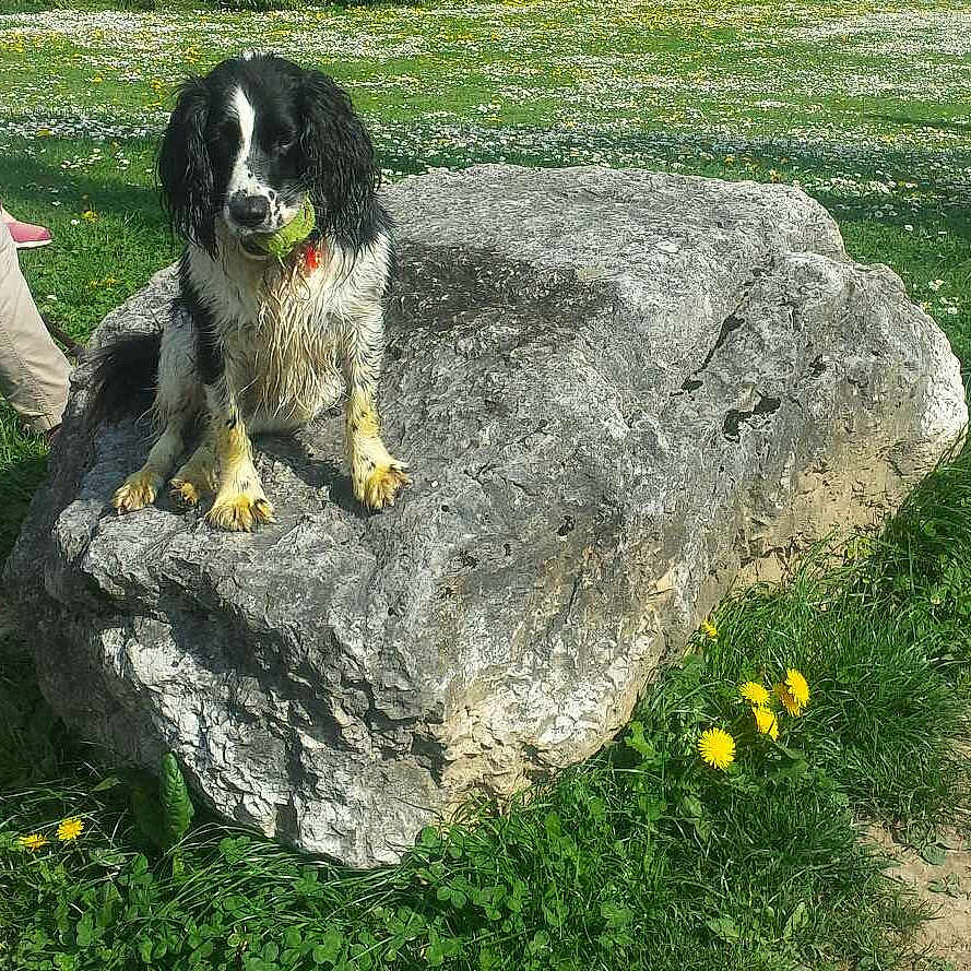 Feline a rejoint le concours — aidez-le/la à gagner de superbes lots !