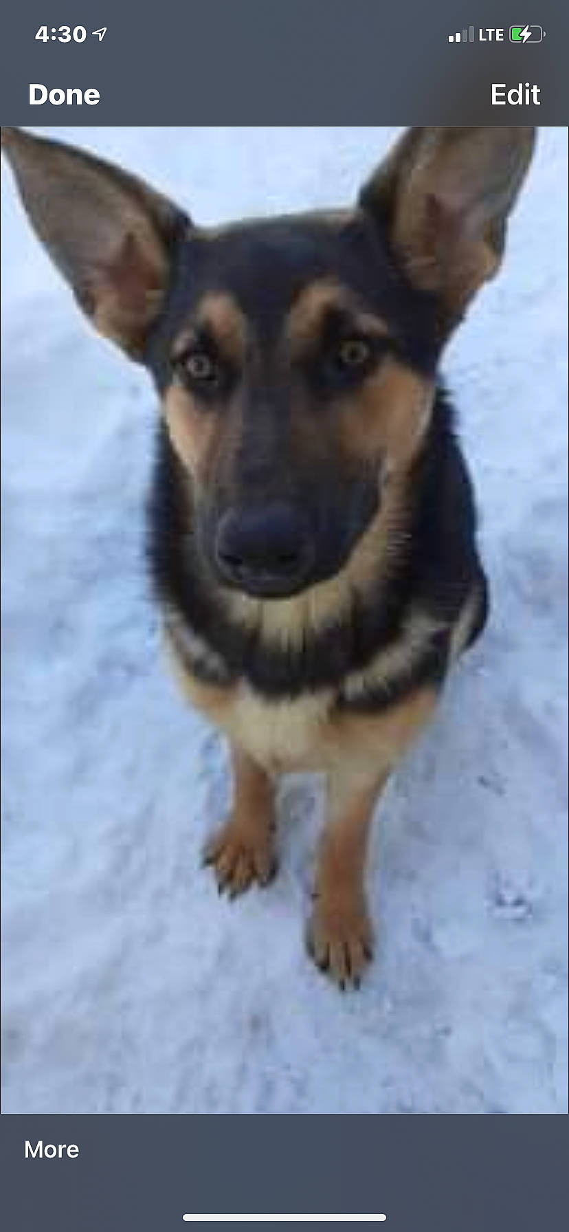 Piper is registered to the contest to win money with this photo: carnivore, companion_dog, dog, dog_breed, event, fawn, fur, head, sharing, snout, snow, terrestrial_animal, whiskers, working_dog