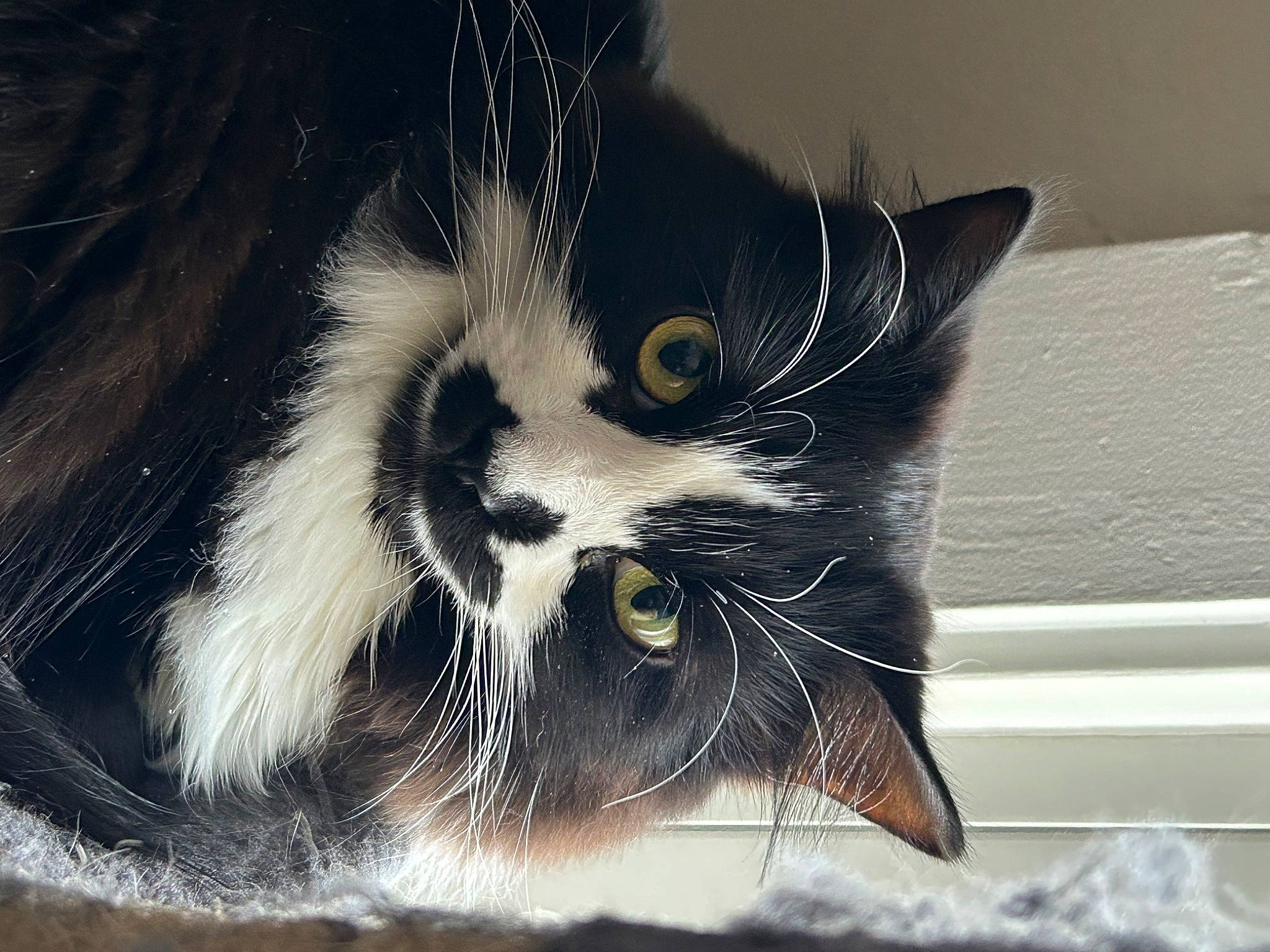 Celeste is registered to the contest to win money with this photo: art, carnivore, cat, claw, cloud, domestic_short_haired_cat, eye, felidae, fur, human_body, iris, monochrome_photography, paw, photo_caption, small_to_medium_sized_cats, snout, tail, tree, whiskers, window