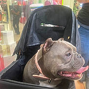 Big Momma Chanel joined the competition — help win amazing prizes! dog, pet_stroller, indoor, shopping_mall, gray_dog, pink_collar, tongue_out, happy, canine, person, jeans, crocs, retail, boxes, background, black_stroller, flooring, casual, leisure, companion