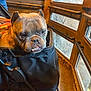 Big Momma Chanel is registered to the contest to win money with this photo: bulldog, dog, stroller, pet, indoor, wooden_wall, window, light, expression, animal, face, canine, cute, pet_accessory, black, furniture, resting, closeup, companion, domestic