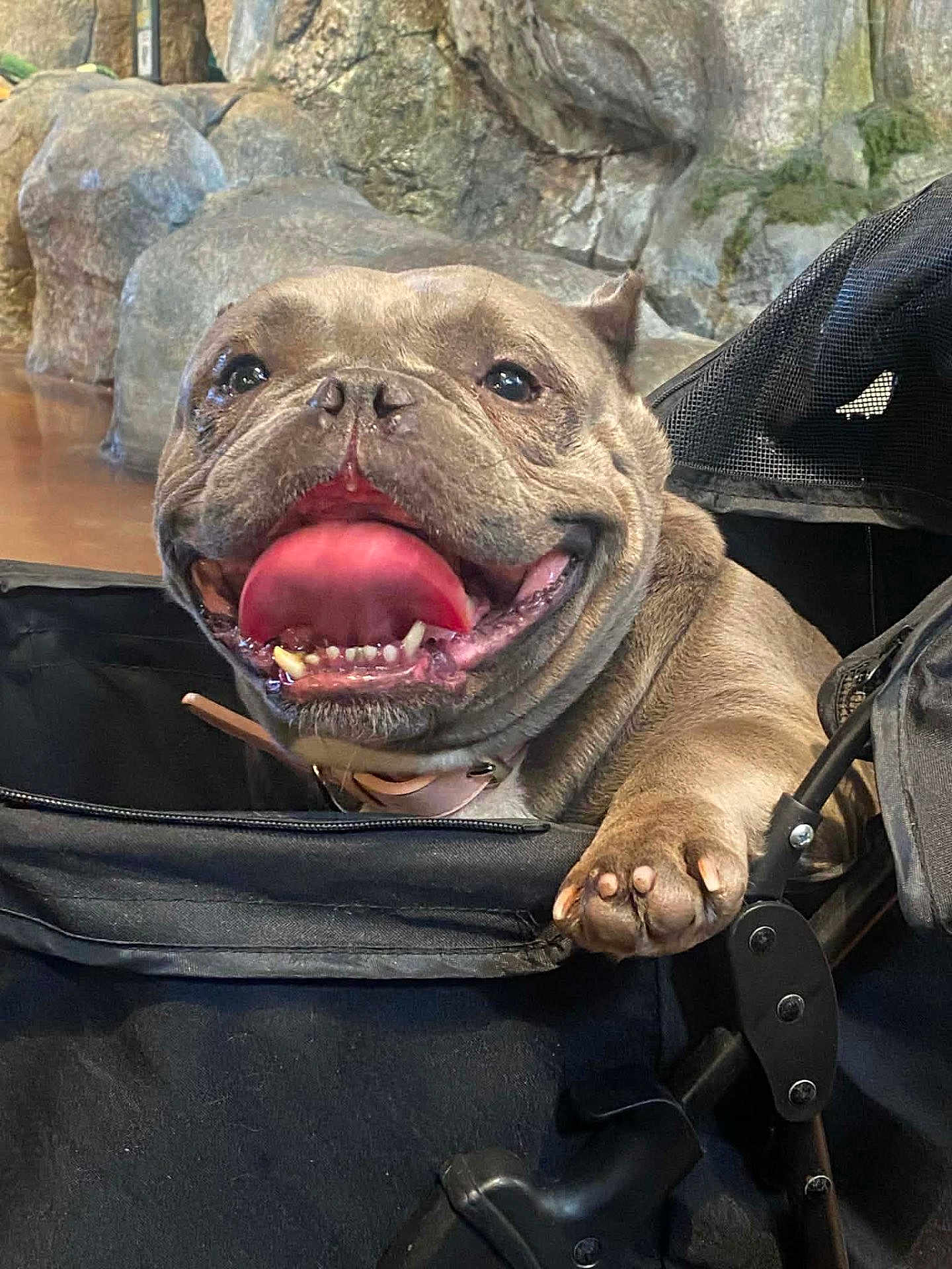 Big Momma Chanel joined the competition — help win amazing prizes! dog, bulldog, tongue_out, pet, happy, smiling, canine, animal, stroller, carrier, paw, rock, outdoor, closeup, face, fur, cute, companion, domestic_animal, friendly
