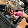 Big Momma Chanel is registered to the contest to win money with this photo: dog, tongue, pet, black_bag, happy, mouth_open, canine, indoor, human_hand, floor, zipped_bag, animal, smiling, closeup, playful, domestic_animal, fur, ears, teeth, snout