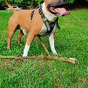 Briac participe au concours pour gagner de l'argent avec cette photo : dog, grass, stick, harness, outdoor, canine, pet, nature, trees, park, animal, tongue_out, ears_up, playful, summer, greenery, daylight, mammal, walking, fun