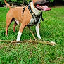 dog, grass, stick, harness, outdoor, canine, pet, nature, trees, park, animal, tongue_out, ears_up, playful, summer, greenery, daylight, mammal, walking, fun