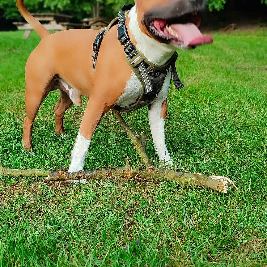 Briac participe au concours pour gagner de l'argent avec cette photo : animal, canine, daylight, dog, ears_up, fun, grass, greenery, harness, mammal, nature, outdoor, park, pet, playful, stick, summer, tongue_out, trees, walking