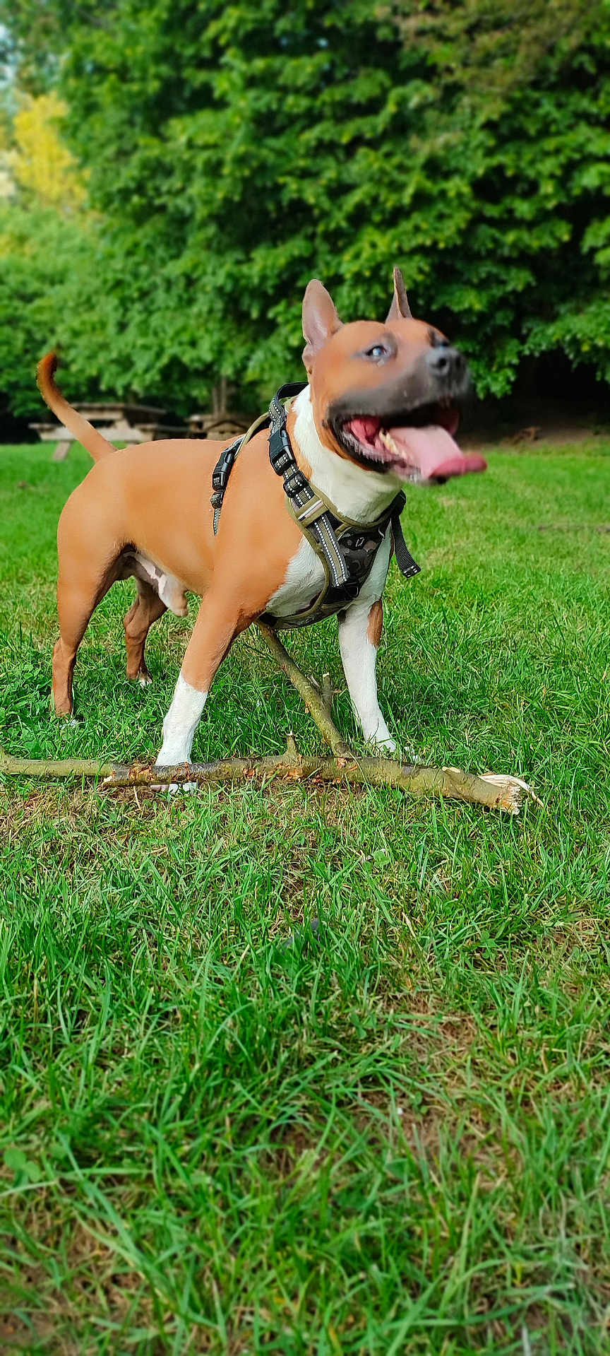Briac participe au concours pour gagner de l'argent avec cette photo : dog, grass, stick, harness, outdoor, canine, pet, nature, trees, park, animal, tongue_out, ears_up, playful, summer, greenery, daylight, mammal, walking, fun