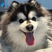 Follow participe au concours pour gagner de l'argent avec cette photo : animal, bed, black_and_white, canine, close_up, companion, cute, dog, domestic, ears, fluffy, friendly, fur, happy, indoor, nose, pet, portrait, smiling, tongue_out