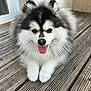 Follow participe au concours pour gagner de l'argent avec cette photo : animal, black_and_white, canine, cute, dog, domestic_animal, face, fluffy, friendly, fur, happy, outdoor, paw, pet, portrait, sitting, small_dog, tongue, tongue_out, wooden_deck