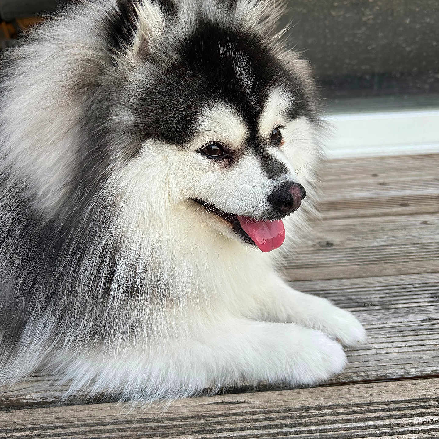 Follow participe au concours pour gagner de l'argent avec cette photo : animal, black_and_white, canine, close_up, cute, daylight, dog, domestic_animal, fluffy, fur, happy, outdoor, paw, pet, portrait, resting, smiling, tongue, tongue_out, wooden_deck