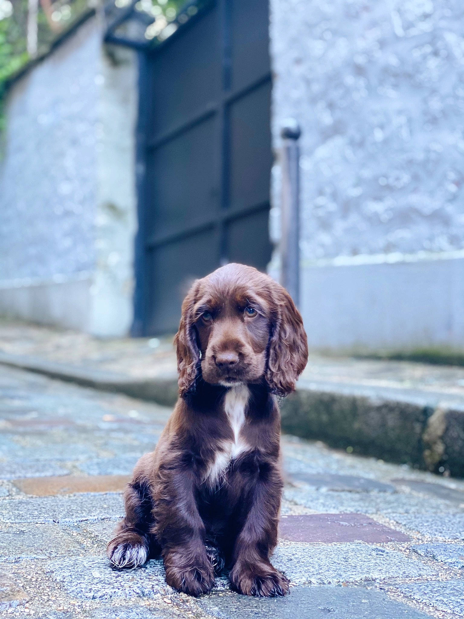 Gnocchi a rejoint le concours — aidez-le/la à gagner de superbes lots ! carnivore, cocker_spaniel, companion_dog, dog, dog_breed, fur, hunting_dog, leash, liver, puppy, road_surface, snout, sporting_group, street, street_dog, terrestrial_animal, whiskers, wood, working_animal