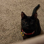 Napoleon joined the competition — help win amazing prizes! animal, black_cat, carpet, cat, close_up, collar, curious, cute, domestic_cat, eyes, feline, floor, fur, indoor, looking_up, pet, red_collar, sitting, tail, whiskers