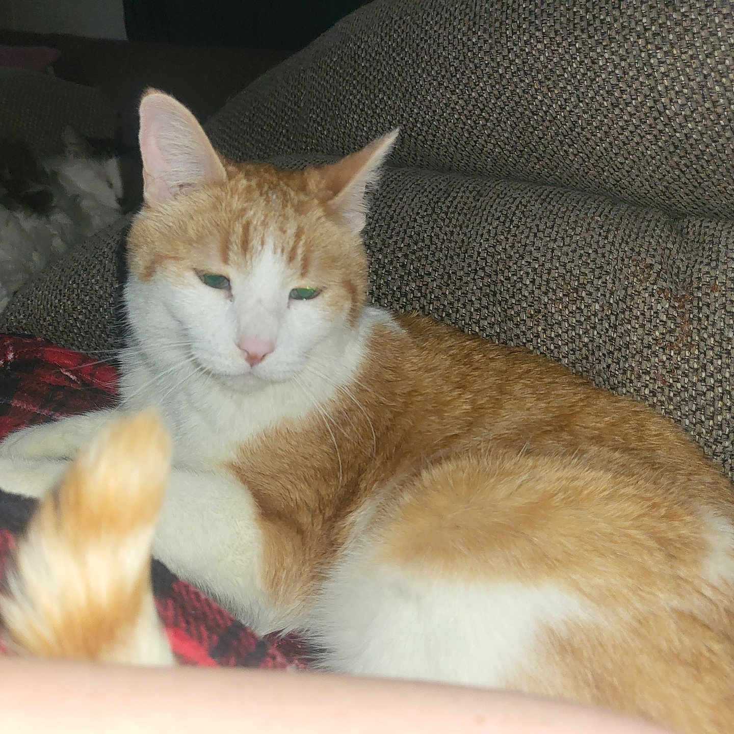 Baby is registered to the contest to win money with this photo: abyssinian, animal, architecture, armchair, blanket, building, cat, chair, couch, cushion, furniture, homedecor, indoors, kitten, livingroom, manx, person, pet, room, siamese