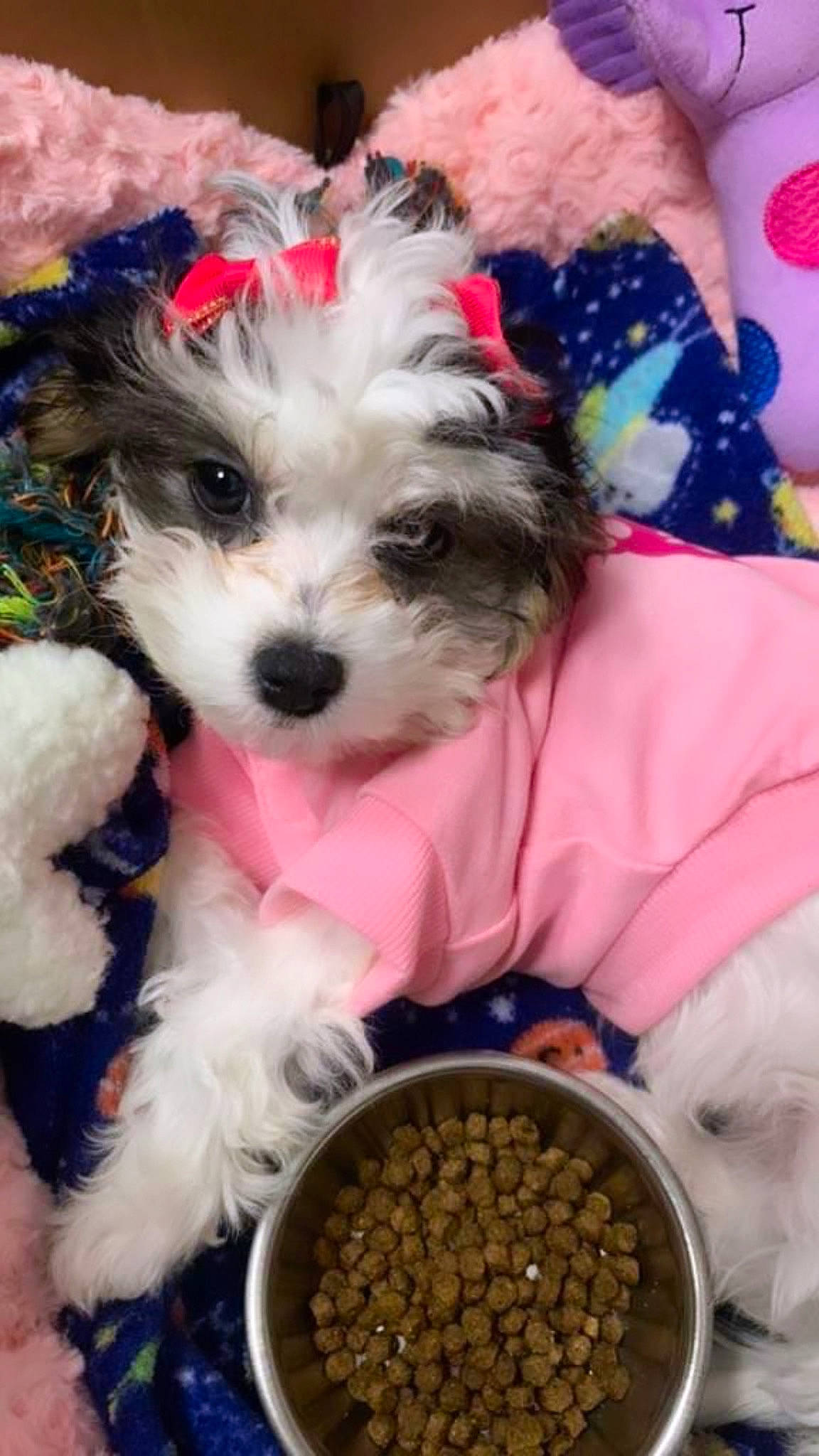 Princess-diva is registered to the contest to win money with this photo: animal_feed, carnivore, companion_dog, dog, dog_breed, dog_clothes, dog_collar, dog_supply, food, fur, ingredient, natural_foods, pet_food, pet_supply, shih_poo, small_terrier, superfood, terrier, toy_dog, working_animal