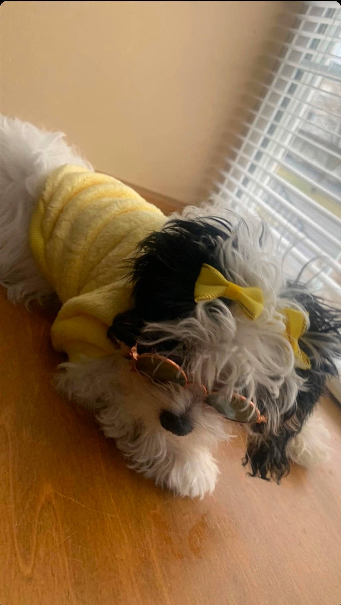 Princess-diva joined the competition — help win amazing prizes! canidae, carnivore, comfort, companion_dog, dog, dog_breed, dog_clothes, dog_supply, flooring, fur, hardwood, laminate_flooring, non_sporting_group, small_terrier, sporting_group, tail, terrier, toy_dog, wood, wood_flooring