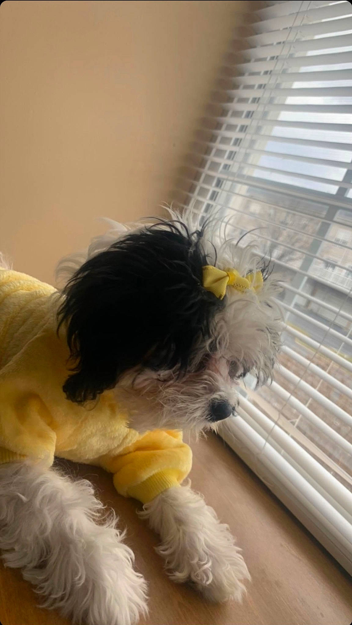 Princess-diva is registered to the contest to win money with this photo: canidae, carnivore, comfort, companion_dog, dog, dog_breed, dog_clothes, dog_collar, dog_supply, fawn, flooring, fur, small_terrier, snout, sporting_group, tail, terrier, toy_dog, window_blind, working_animal