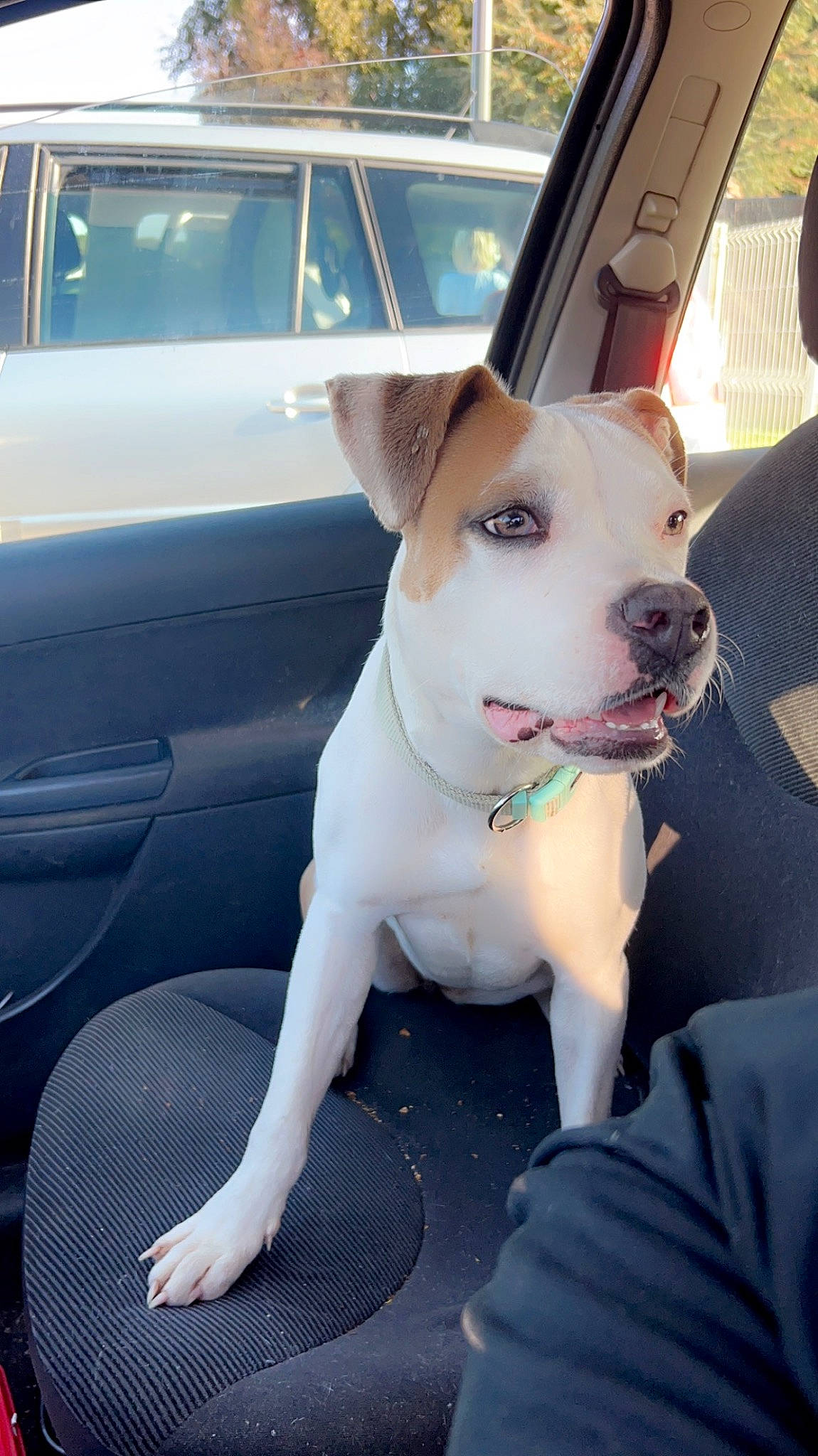 Tyna participe au concours pour gagner de l'argent avec cette photo : auto_part, automotive_exterior, canidae, car, carnivore, collar, companion_dog, dog, dog_breed, dog_collar, door, fawn, hood, snout, sporting_group, vehicle, vehicle_door, window, windshield, working_animal