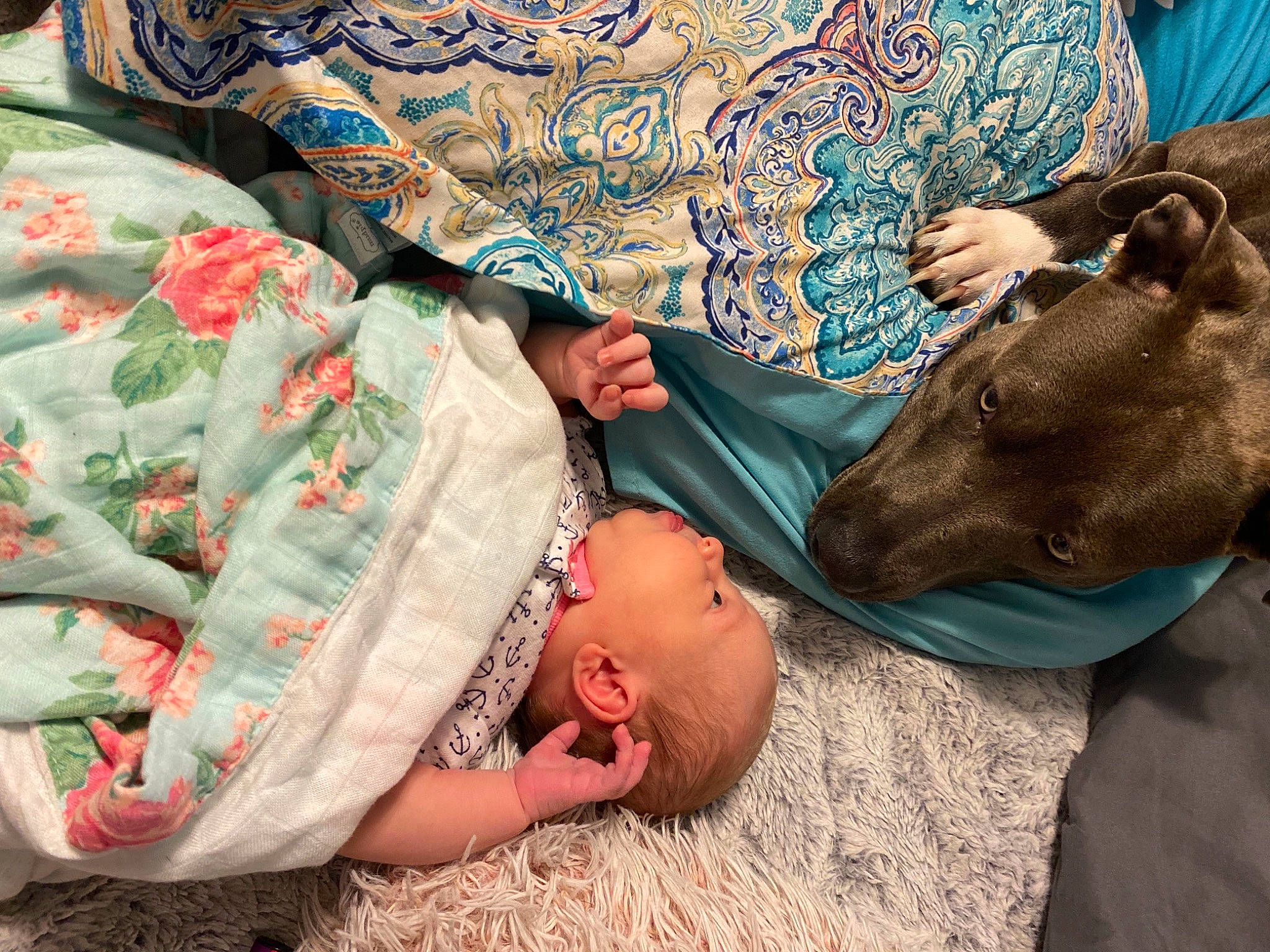 Rosey joined the competition — help win amazing prizes! baby, baby_products, baby_toddler_clothing, bag, bed_sheet, bedding, bedtime, child, comfort, grass, interaction, linens, nap, pattern, room, sleep, textile, toddler, tree, working_animal