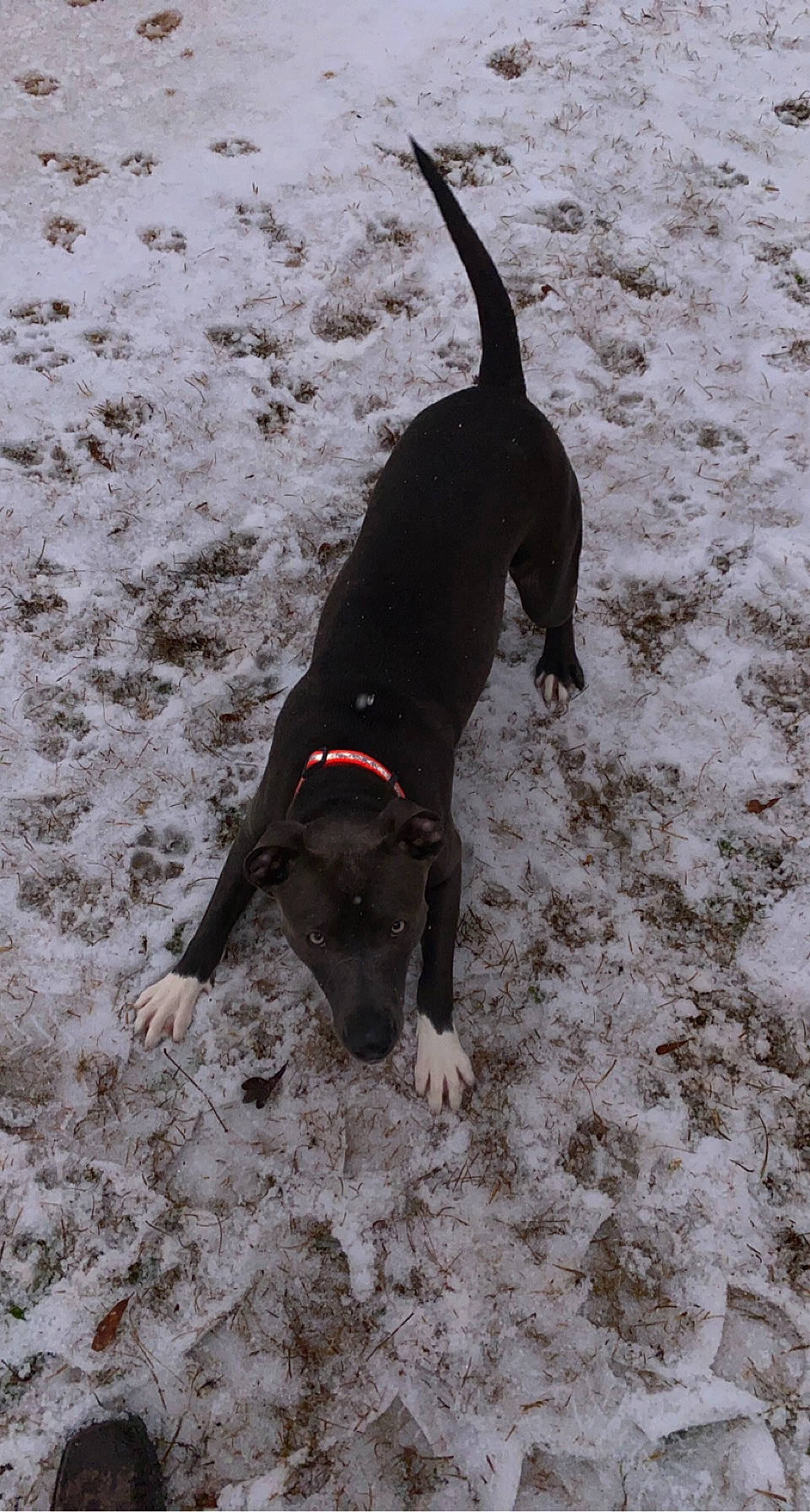 Rosey joined the competition — help win amazing prizes! beach, borador, canidae, carnivore, collar, companion_dog, dog, dog_breed, dog_collar, dog_supply, fawn, leash, pet_supply, sand, snout, sporting_group, tail, terrestrial_animal, working_animal, working_dog