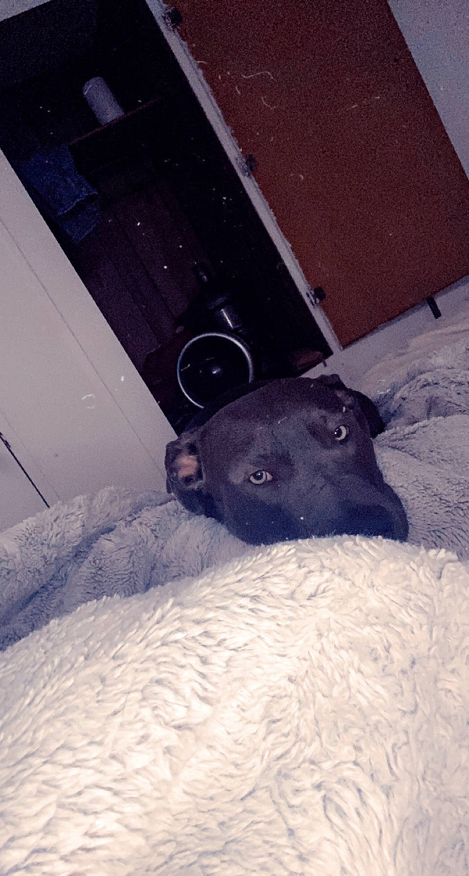 Rosey joined the competition — help win amazing prizes! black_cat, carnivore, comfort, companion_dog, dog, dog_breed, electric_blue, eye, fawn, felidae, fur, grey, snout, snow, sporting_group, terrestrial_animal, tints_and_shades, whiskers, winter, working_animal