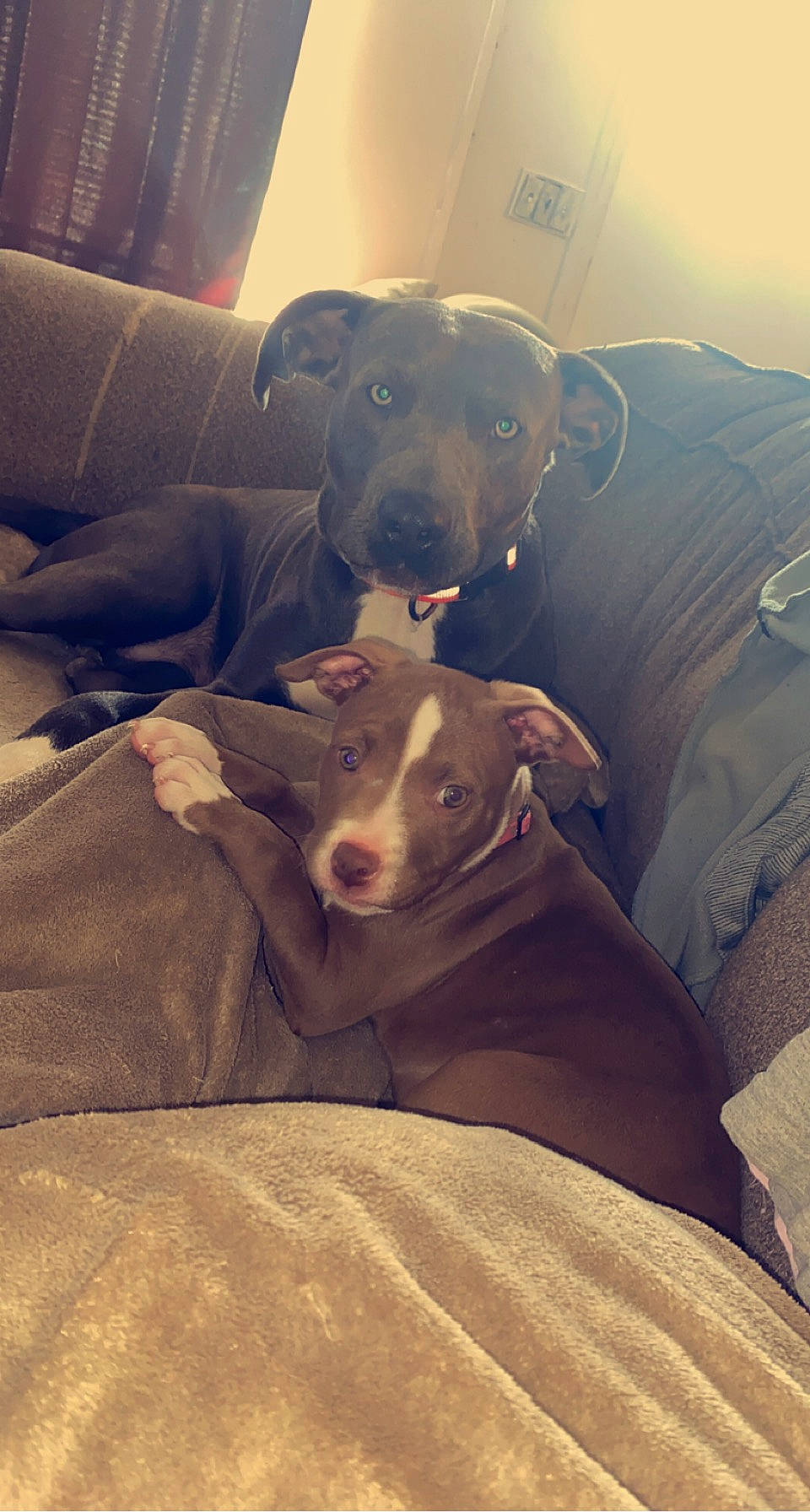 Rosey joined the competition — help win amazing prizes! bookcase, canidae, carnivore, comfort, companion_dog, couch, dog, dog_breed, fawn, fur, guard_dog, happy, light, selfie, shelf, sitting, snout, sporting_group, whiskers, working_animal