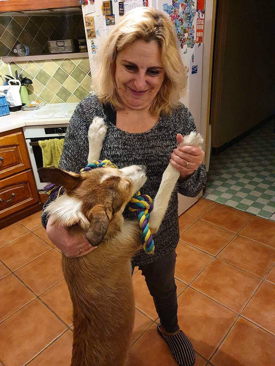 Paquito participe au concours pour gagner de l'argent avec cette photo : cabinetry, carnivore, companion_dog, dog_breed, drawer, event, eye, fawn, felidae, flooring, fun, fur, hand, happy, holiday, rabbit, small_to_medium_sized_cats, smile, terrestrial_animal, toy