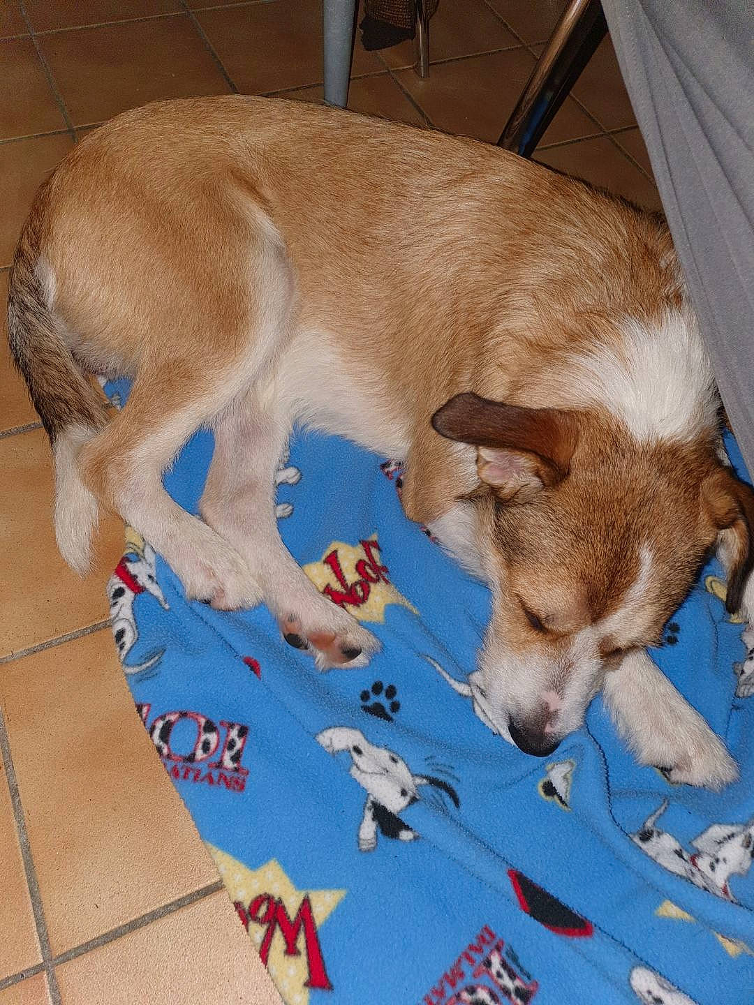 Paquito a rejoint le concours — aidez-le/la à gagner de superbes lots ! art, canidae, carnivore, companion_dog, curtain, dog, dog_breed, dog_supply, fawn, flooring, fur, hardwood, nap, paw, puppy, retriever, snout, sporting_group, table, wood