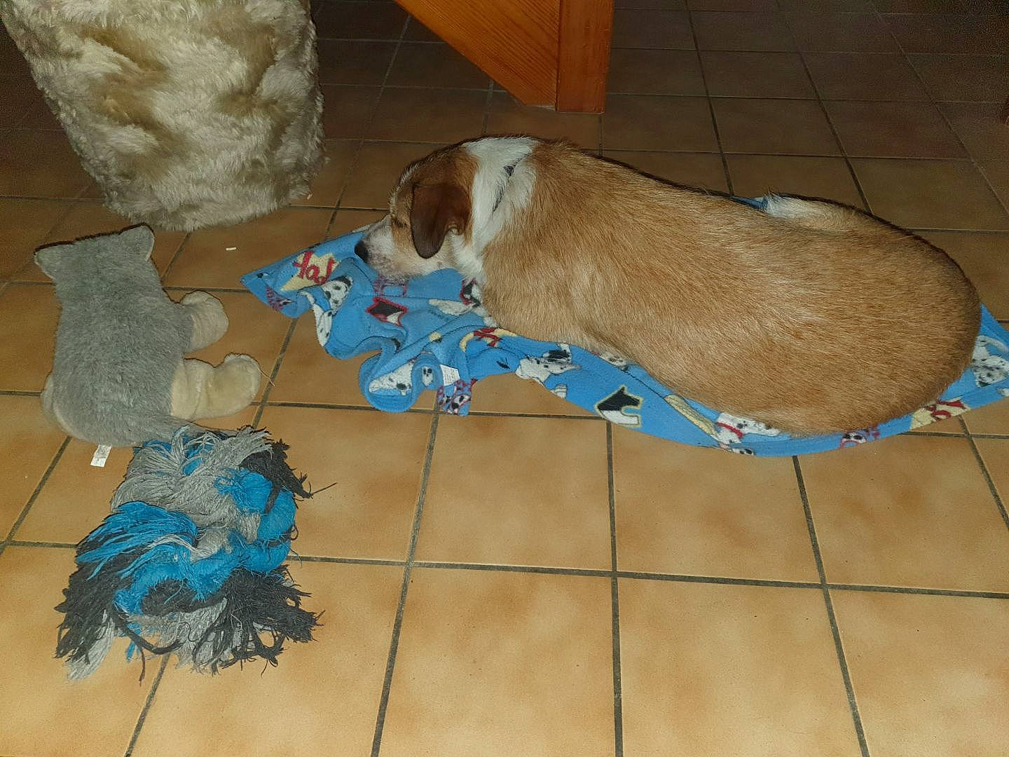 Paquito a rejoint le concours — aidez-le/la à gagner de superbes lots ! canidae, carnivore, comfort, companion_dog, dog, dog_breed, dog_supply, fawn, floor, flooring, hardwood, liver, mat, paw, pet_supply, snout, sporting_group, tail, wood, working_animal