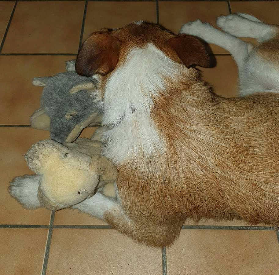 Paquito a rejoint le concours — aidez-le/la à gagner de superbes lots ! canidae, carnivore, collar, comfort, companion_dog, dog, dog_breed, fawn, flooring, foot, fur, liver, paw, pet_supply, snout, sporting_group, tail, whiskers, wood, working_animal