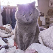 Jedidiah Bojangles joined the competition — help win amazing prizes! cat, gray_cat, pet, feline, animal, indoor, quilt, blanket, bedroom, cozy, fur, cute, domestic_cat, sitting, looking, whiskers, ears, eyes, soft_light, home
