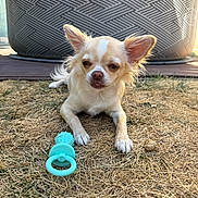 Aston participe au concours pour gagner de l'argent avec cette photo : animal, backyard, chew_toy, chihuahua, dog, dry_grass, ear, face, fur, furniture, grass, nose, outdoor, paw, pet, relaxing, small_dog, sunlight, tongue, toy