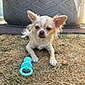animal, backyard, chew_toy, chihuahua, dog, dry_grass, ear, face, fur, furniture, grass, nose, outdoor, paw, pet, relaxing, small_dog, sunlight, tongue, toy