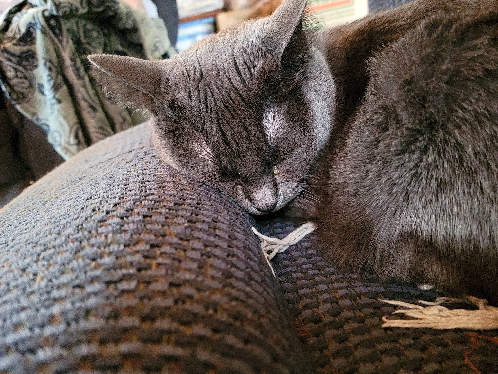 Tommy joined the competition — help win amazing prizes! carnivore, cat, claw, comfort, domestic_short_haired_cat, felidae, fur, grey, russian_blue, small_to_medium_sized_cats, snout, terrestrial_animal, whiskers, wildlife, wood