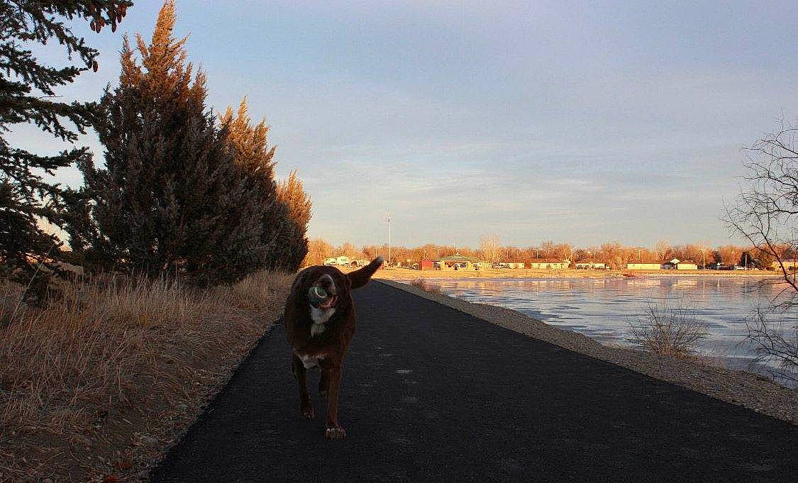 Loki joined the competition — help win amazing prizes! asphalt, carnivore, cloud, dog, dog_breed, dusk, fawn, freezing, horizon, lake, landscape, plant, road, road_surface, sky, tail, tints_and_shades, tree, water, wood