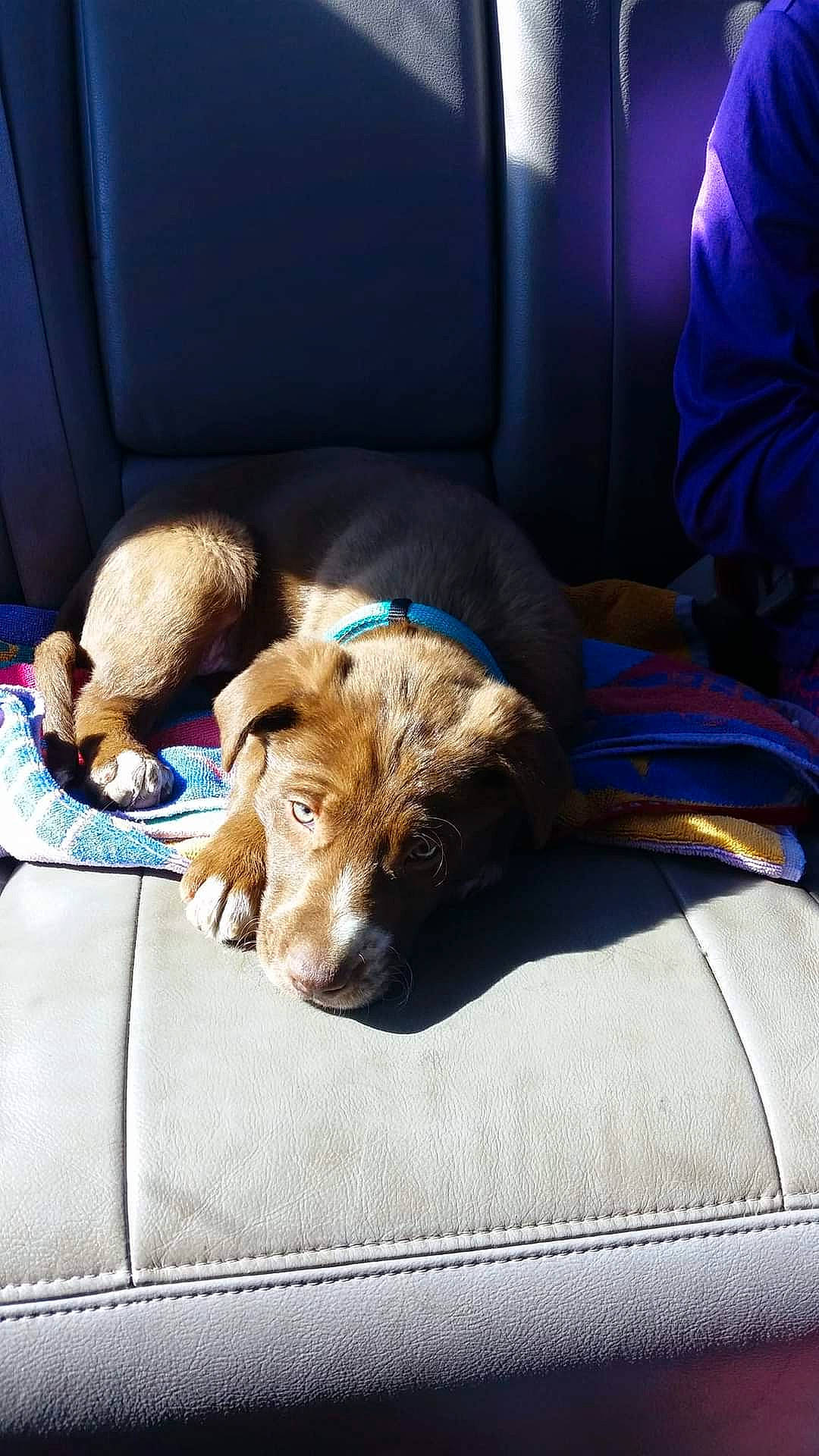 Loki joined the competition — help win amazing prizes! blue, canidae, car_seat, car_seat_cover, carnivore, comfort, companion_dog, couch, dog, dog_breed, fawn, fur, linens, nap, room, sleep, sporting_group, terrier, welsh_terrier, working_animal
