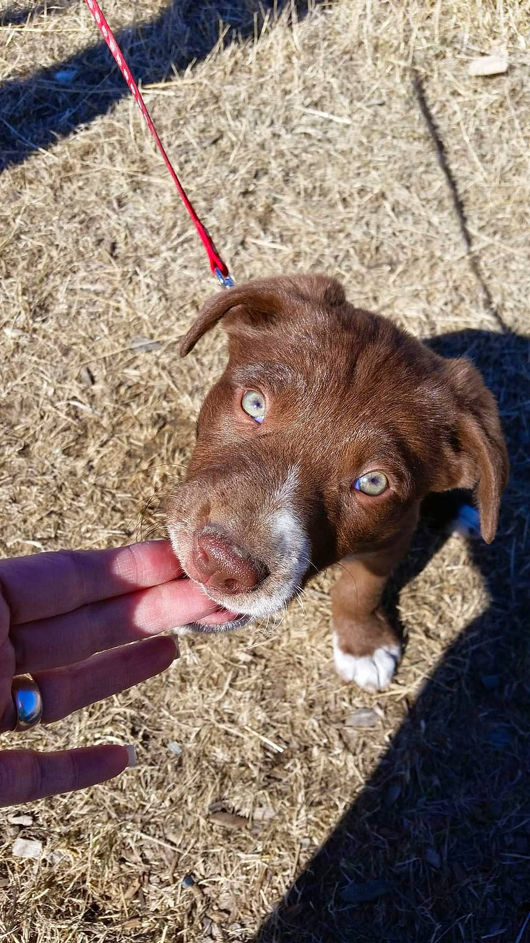 Loki joined the competition — help win amazing prizes! canidae, carnivore, companion_dog, dog, dog_breed, fawn, fur, grass, hunting_dog, liver, puppy, retriever, soil, sporting_group, terrestrial_animal, whiskers, working_animal