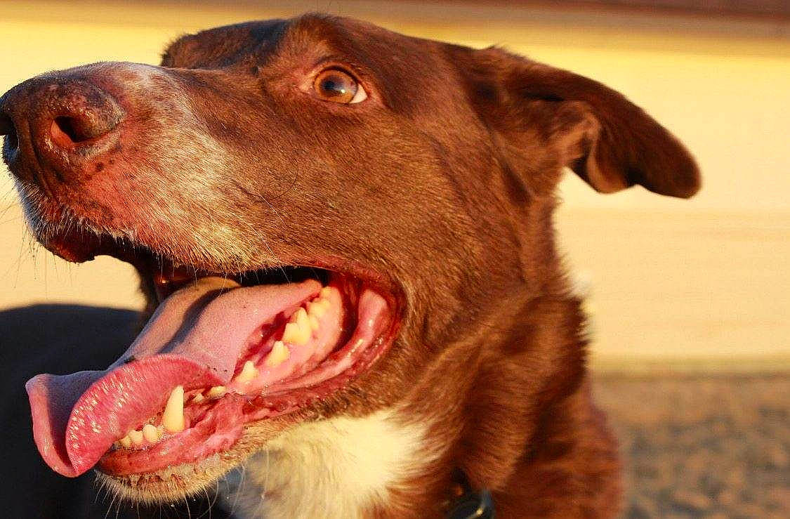 Loki joined the competition — help win amazing prizes! borador, canidae, carnivore, collar, companion_dog, dog, dog_breed, dog_collar, ear, fawn, fur, gun_dog, liver, pointing_breed, retriever, snout, sporting_group, whiskers, working_animal, yawn