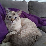 Spooky joined the competition — help win amazing prizes! cat, blue_eyes, fluffy, couch, purple_blanket, relaxed, indoor, feline, pet, animal, domestic, fur, whiskers, ears, tail, paws, resting, soft, light, cozy