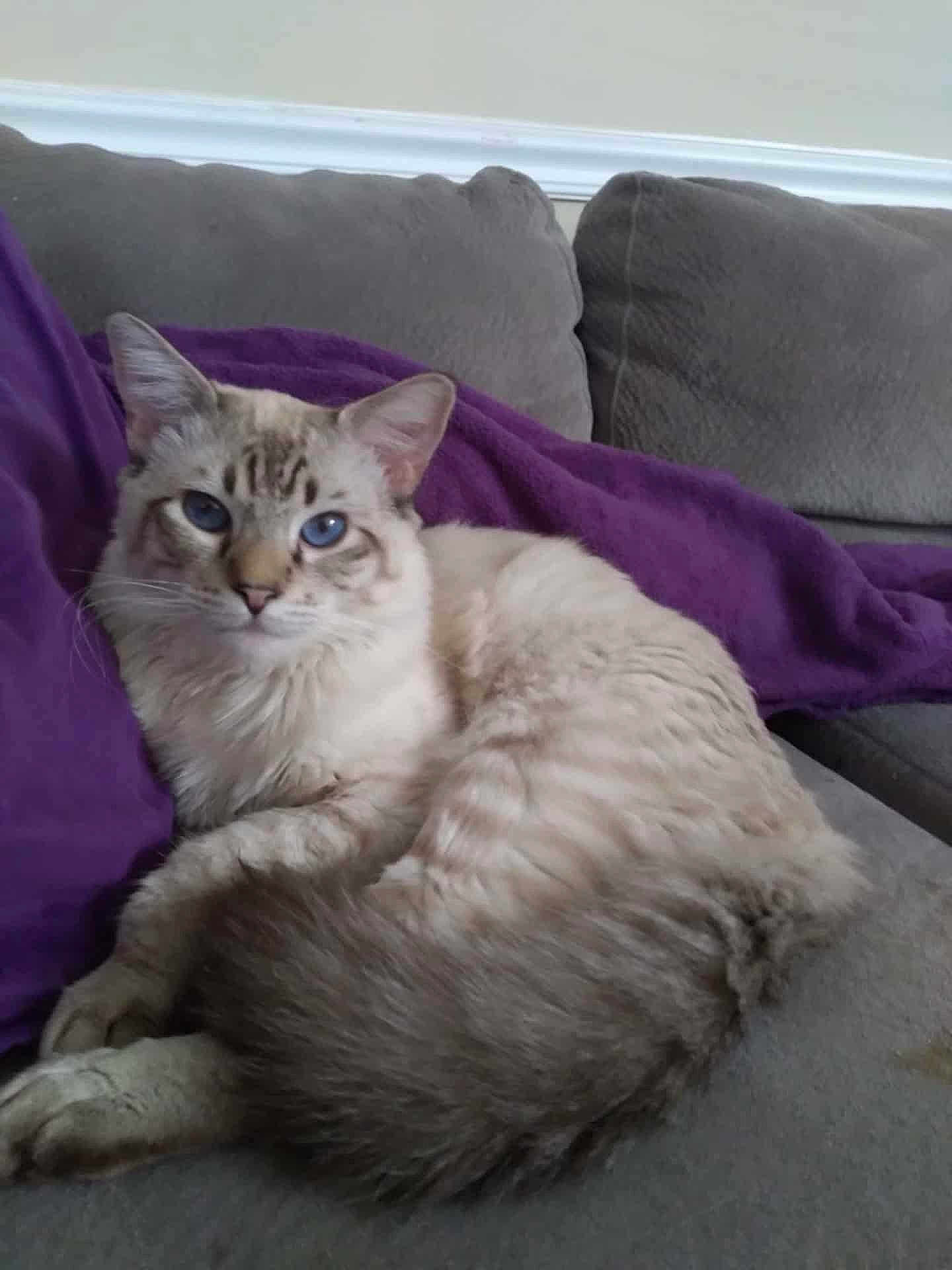 Spooky joined the competition — help win amazing prizes! cat, blue_eyes, fluffy, couch, purple_blanket, relaxed, indoor, feline, pet, animal, domestic, fur, whiskers, ears, tail, paws, resting, soft, light, cozy