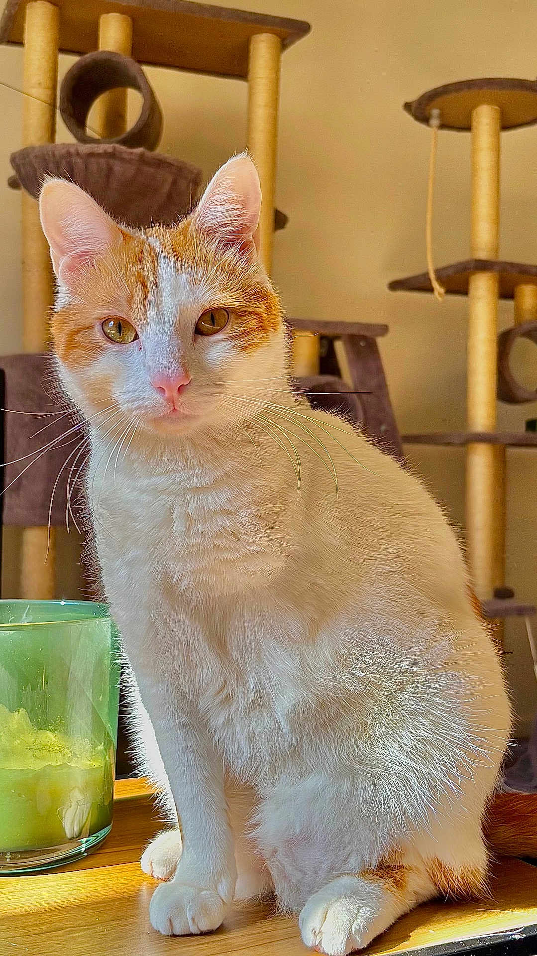 Ayko a rejoint le concours — aidez-le/la à gagner de superbes lots ! cat, orange_cat, white_cat, feline, pet, whiskers, ear, paw, sitting, indoor, cat_tree, wooden_table, portrait, close_up, amber_eyes, pink_nose, sunlight, shadow, glass, domestic