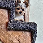 Teddy joined the competition — help win amazing prizes! dog, puppy, stairs, carpet, wood, fur, pet, animal, cute, ears, small, indoor, home, curious, looking, face, paws, brown, white, texture