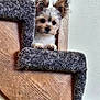 dog, puppy, stairs, carpet, wood, fur, pet, animal, cute, ears, small, indoor, home, curious, looking, face, paws, brown, white, texture